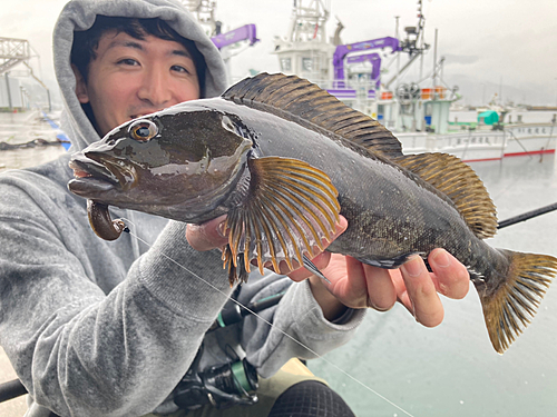 アイナメの釣果