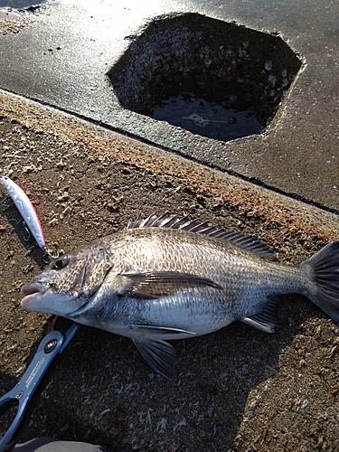 チヌの釣果