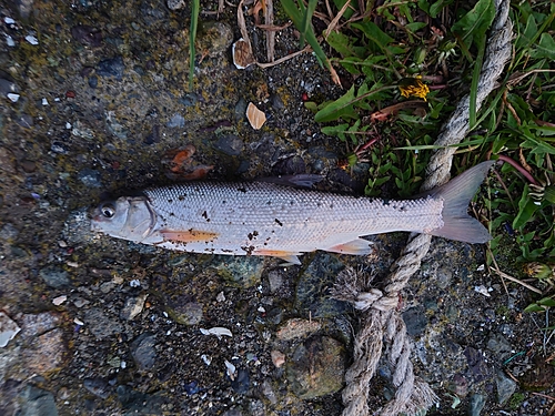 ウグイの釣果