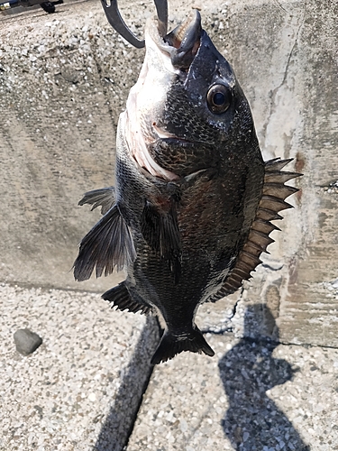 クロダイの釣果