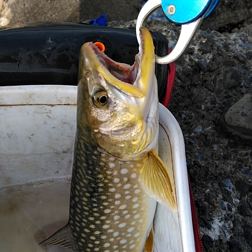 ウミアメの釣果