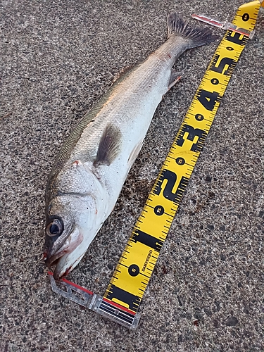 シーバスの釣果