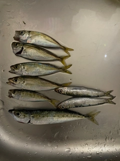 アジの釣果