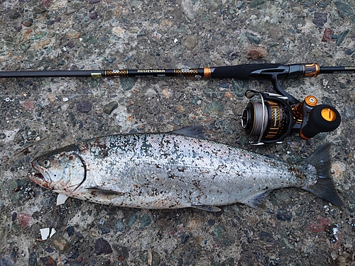 サクラマスの釣果