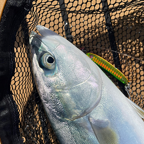 ヤズの釣果