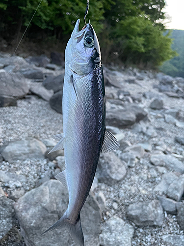 ヒメマスの釣果