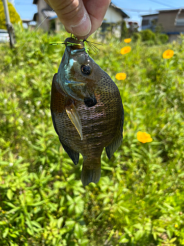 ブルーギルの釣果