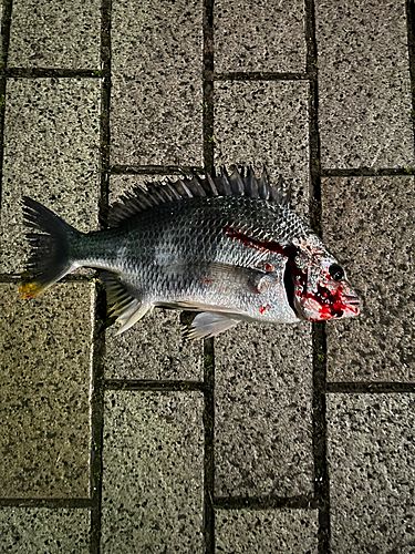 キビレの釣果