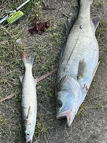 スズキの釣果