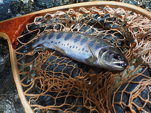 ヤマメの釣果