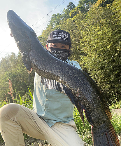 ライギョの釣果