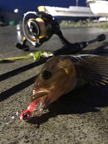 アイナメの釣果