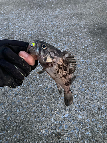 クロソイの釣果