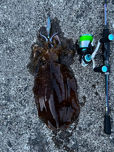 アオリイカの釣果