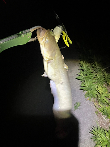 ナマズの釣果