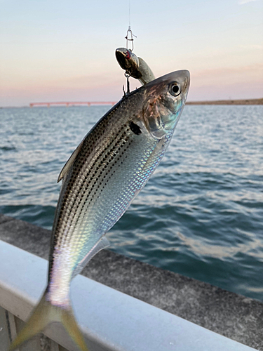 コノシロの釣果