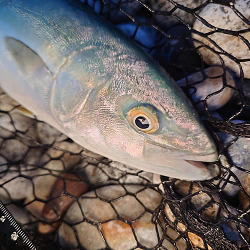 ツバイソの釣果