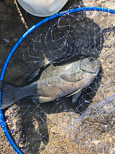 メジナの釣果