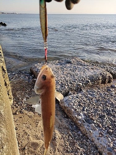 エソの釣果