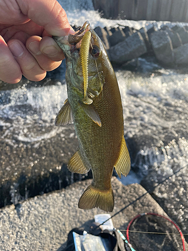 スモールマウスバスの釣果