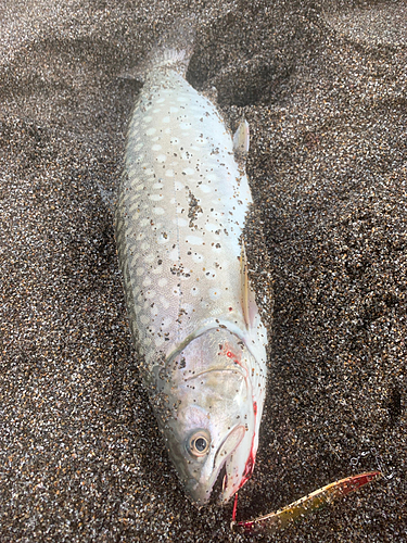 アメマスの釣果