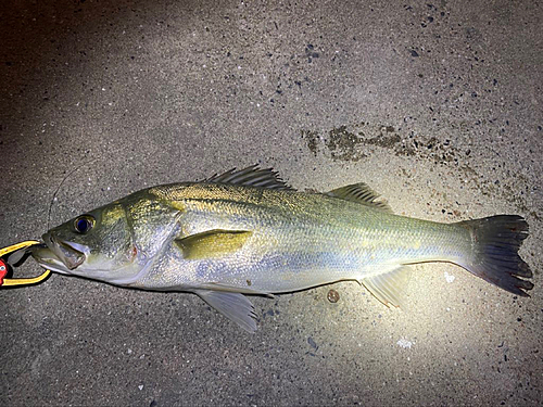 シーバスの釣果