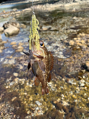 エゾメバルの釣果