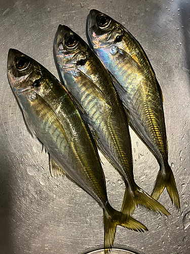 アジの釣果