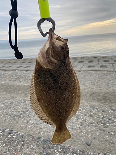 ヒラメの釣果