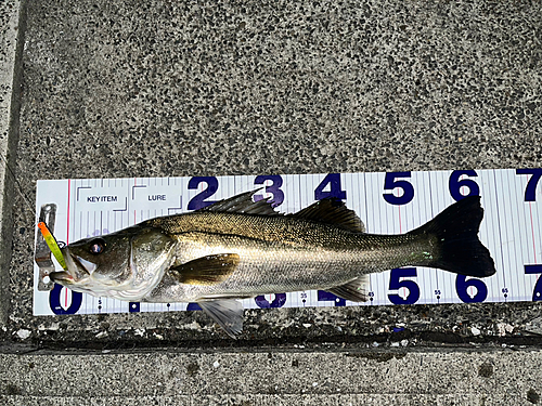 シーバスの釣果