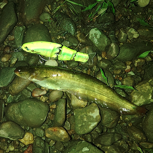 ナマズの釣果