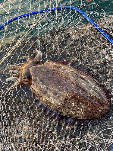 コウイカの釣果