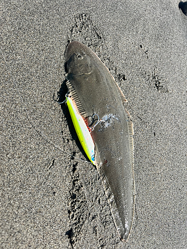 シタビラメの釣果