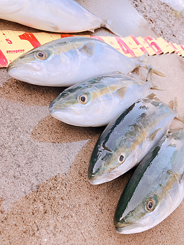 ハマチの釣果