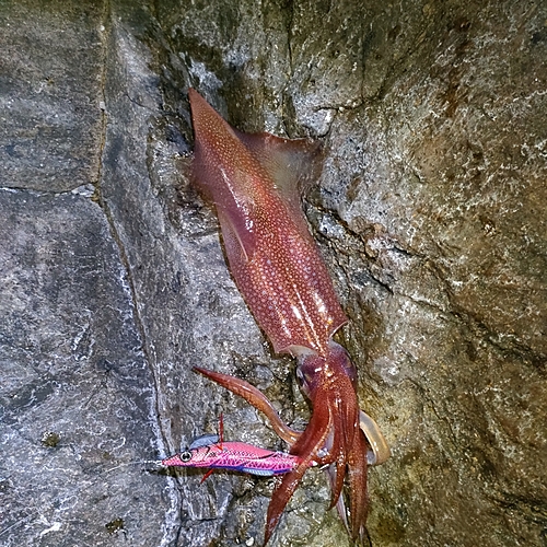 ケンサキイカの釣果