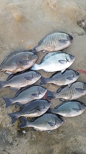 メジナの釣果
