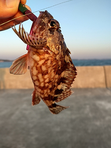 カサゴの釣果