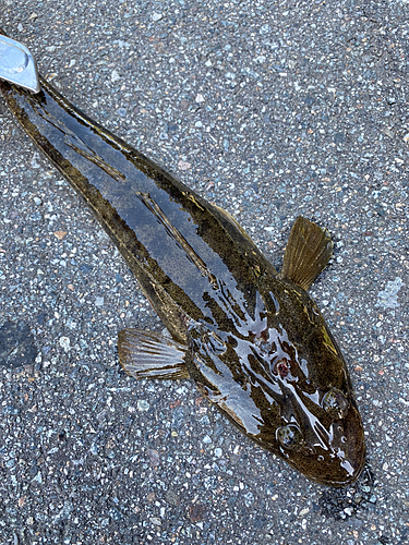 マゴチの釣果