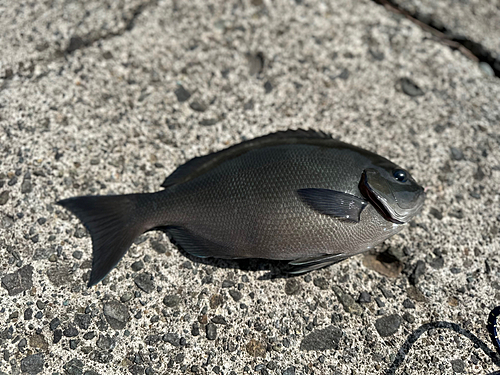 オナガグレの釣果