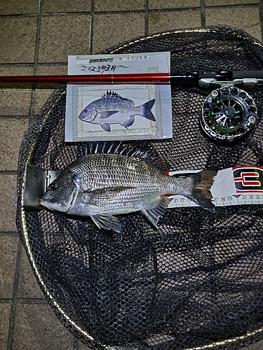 クロダイの釣果