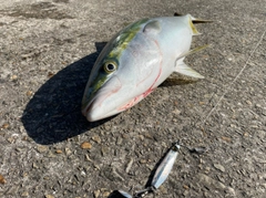 メジロの釣果