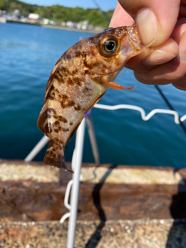 キスの釣果