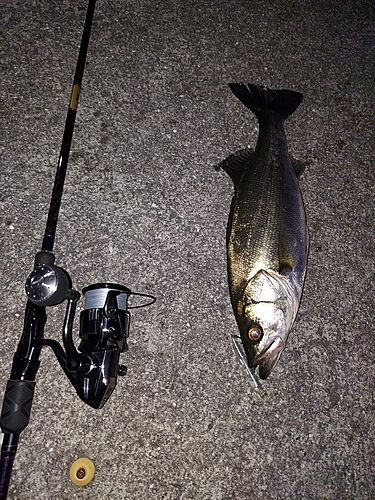 シーバスの釣果