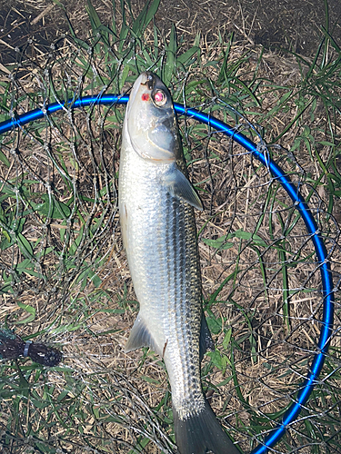 ボラの釣果