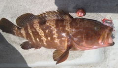 キジハタの釣果