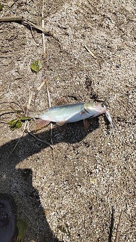 ハスの釣果