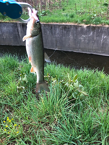 ウグイの釣果