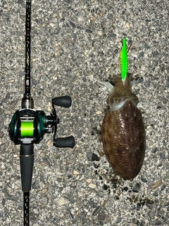 コウイカの釣果