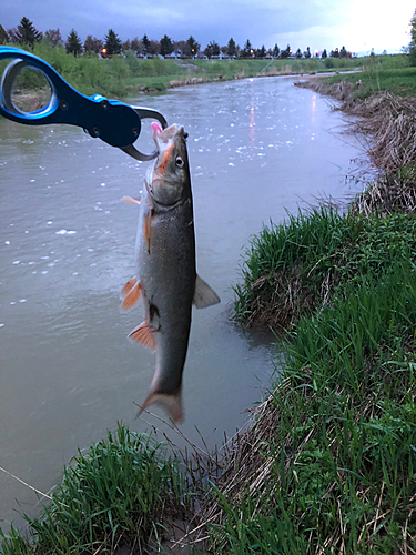 ウグイの釣果