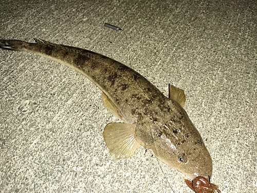 マゴチの釣果